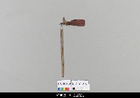 藏品(中國湖北皮影戲偶身-單手)的圖片